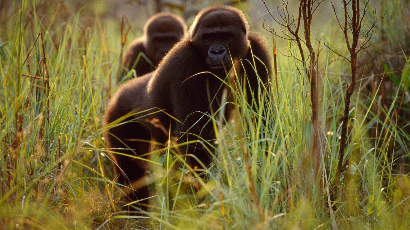 Гориллы прячутся в траве