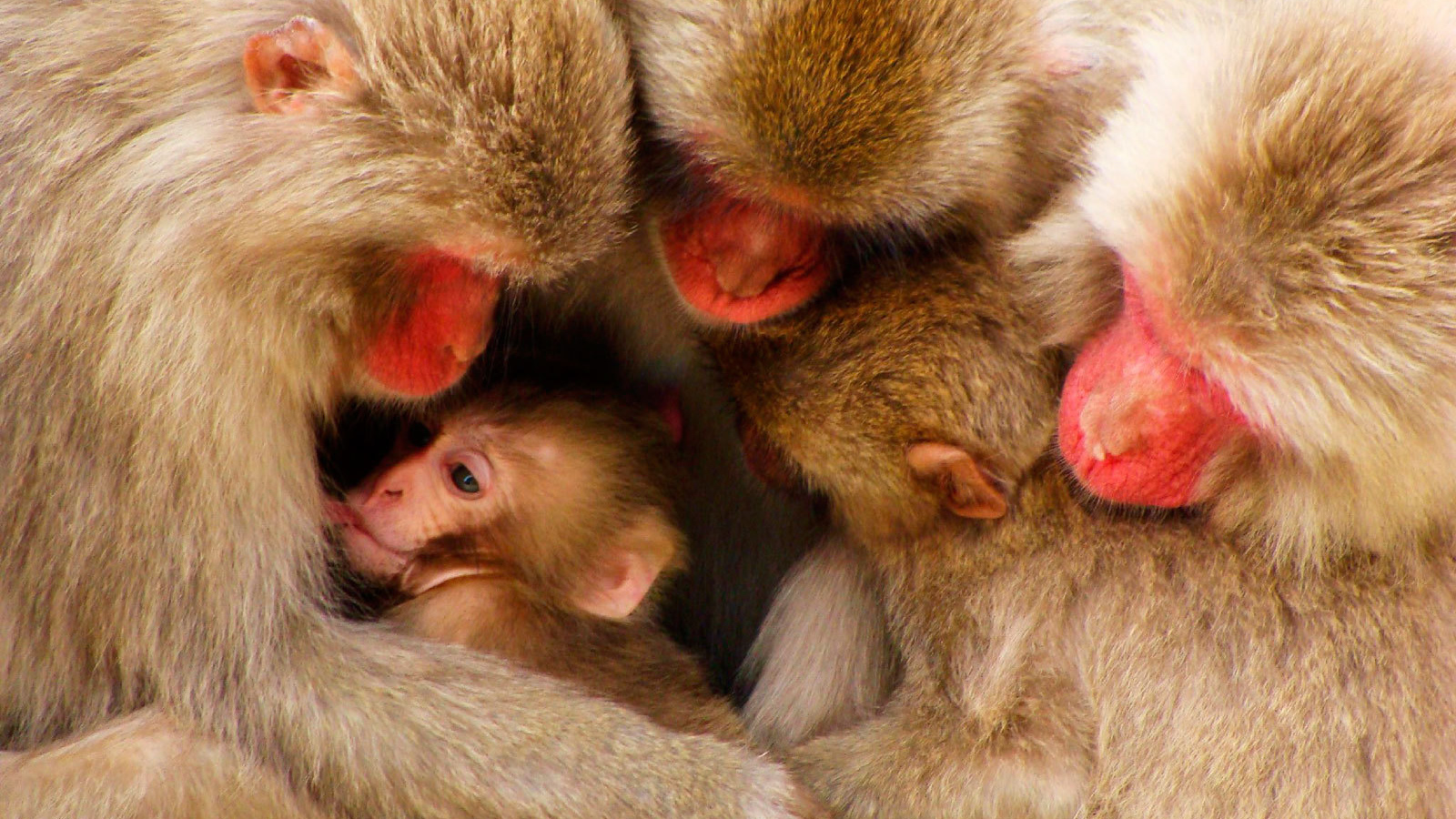 Дружная семья обезьян