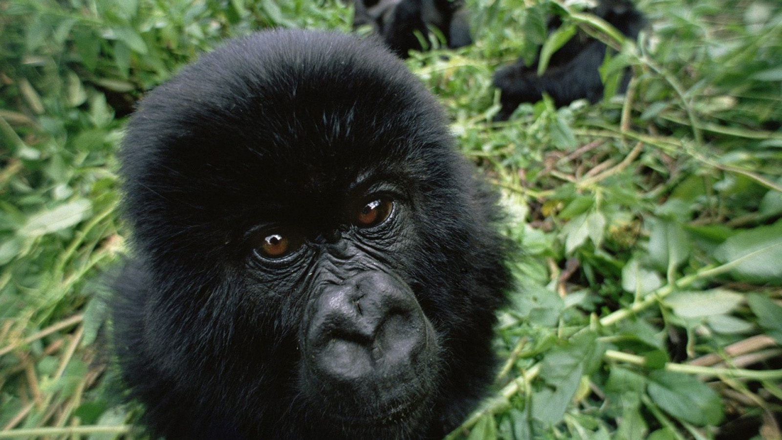 Черная обезьяна среди зарослей