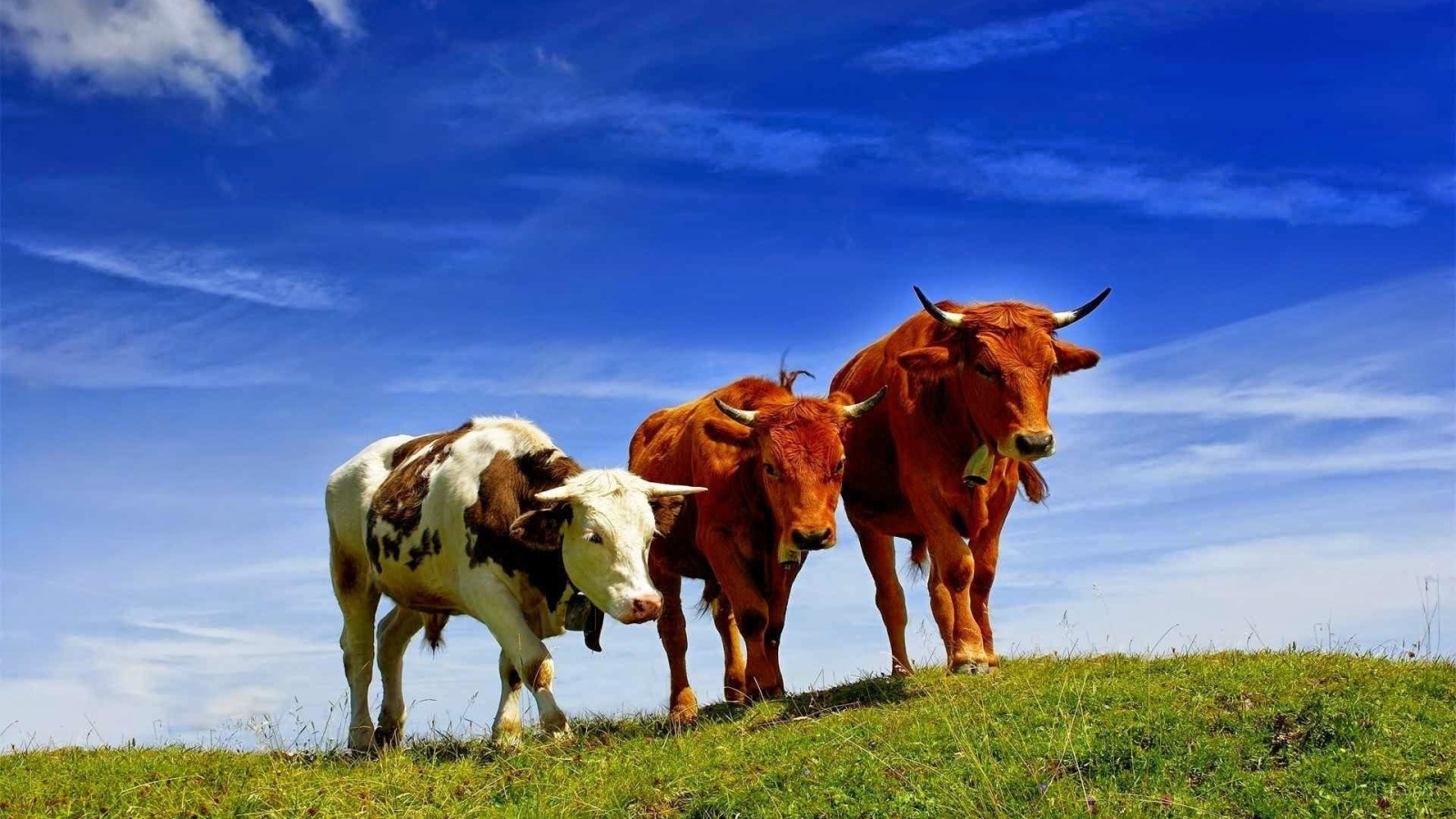 Коровы разных пород на поле