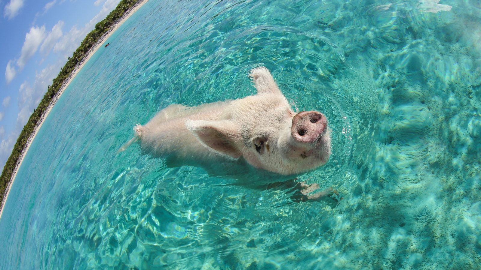 Свинья в море