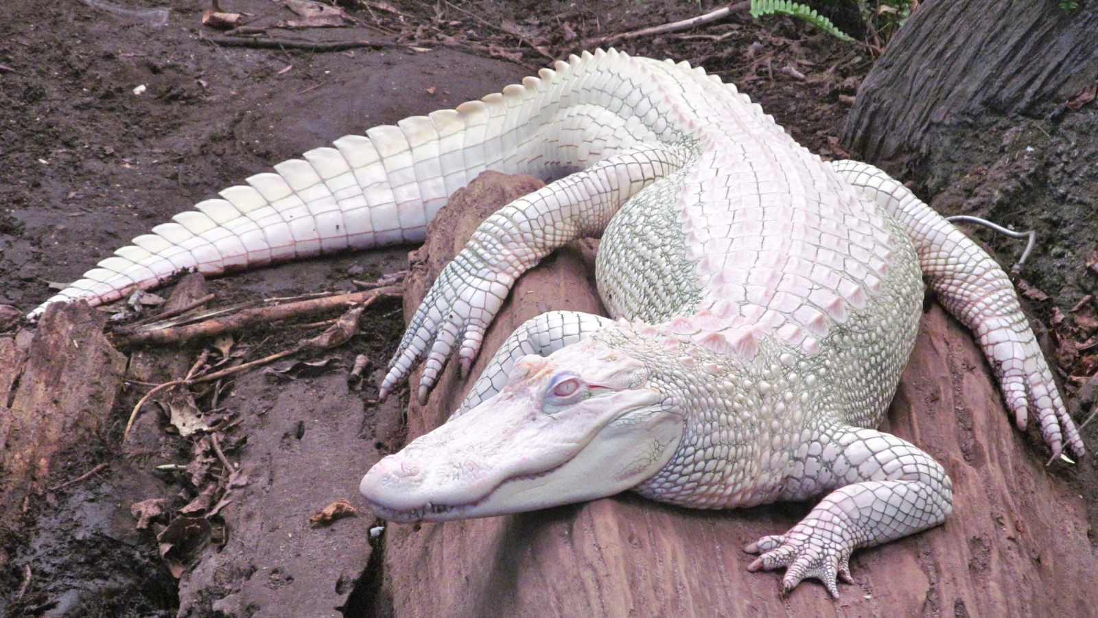 Крокодил альбинос на камне