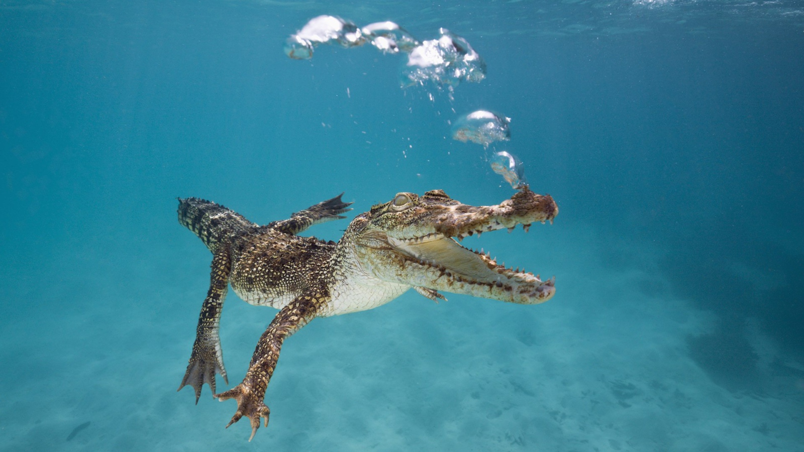 Крокодил плывет под водой