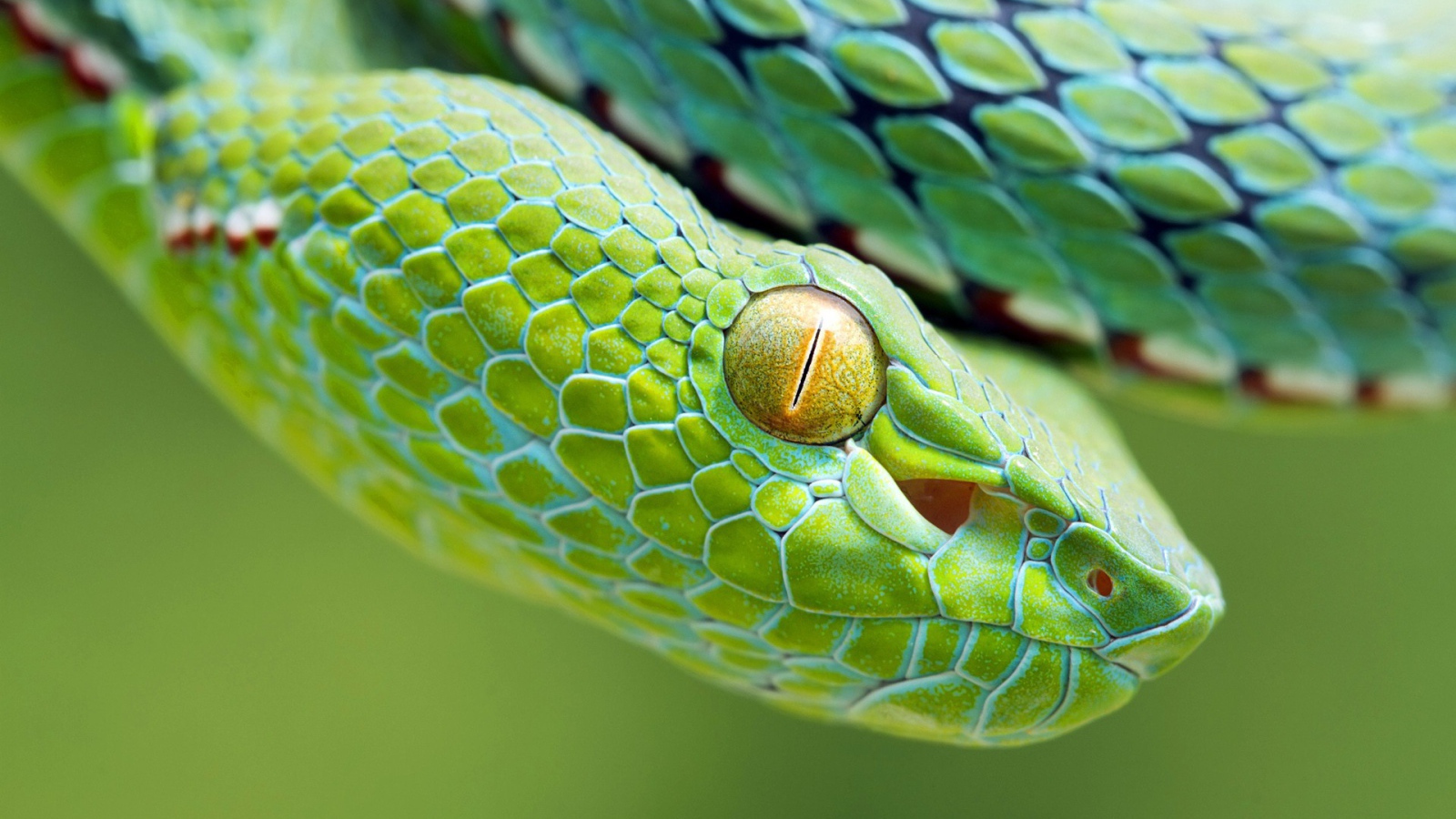 Желтый глаз зеленой змеи