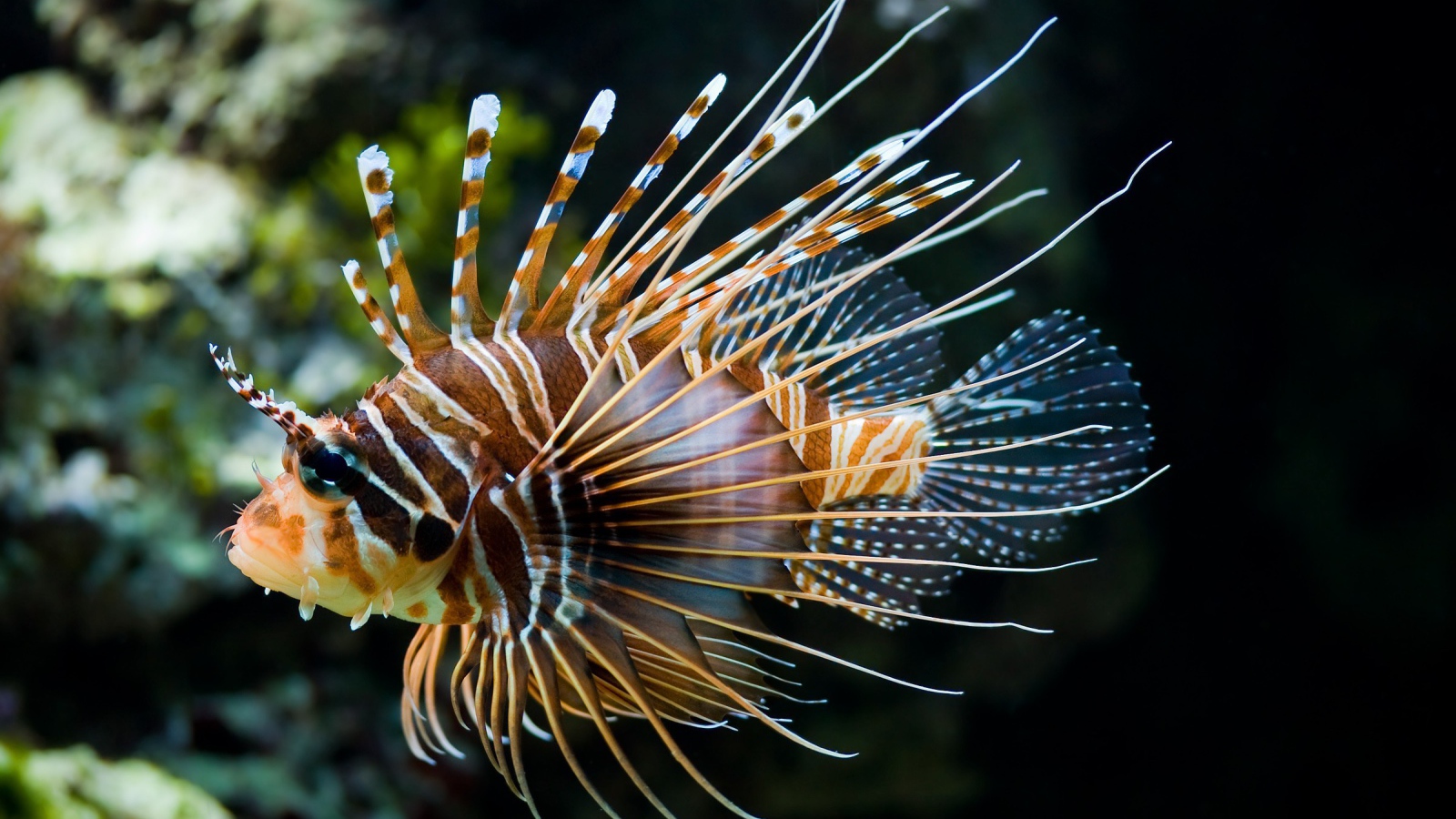 Красивая рыба лев