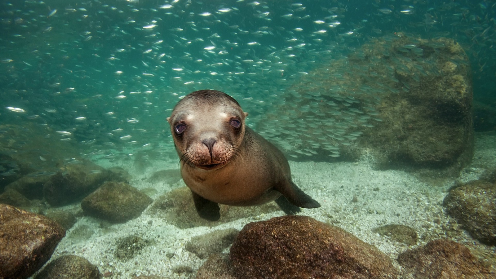 Калифорнийский морской лев