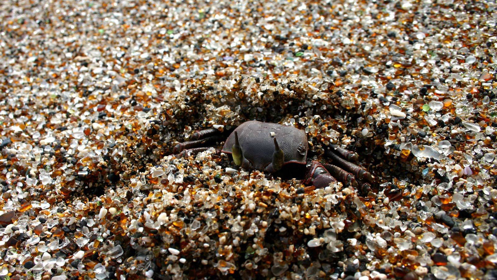 Краб зарывается в песок
