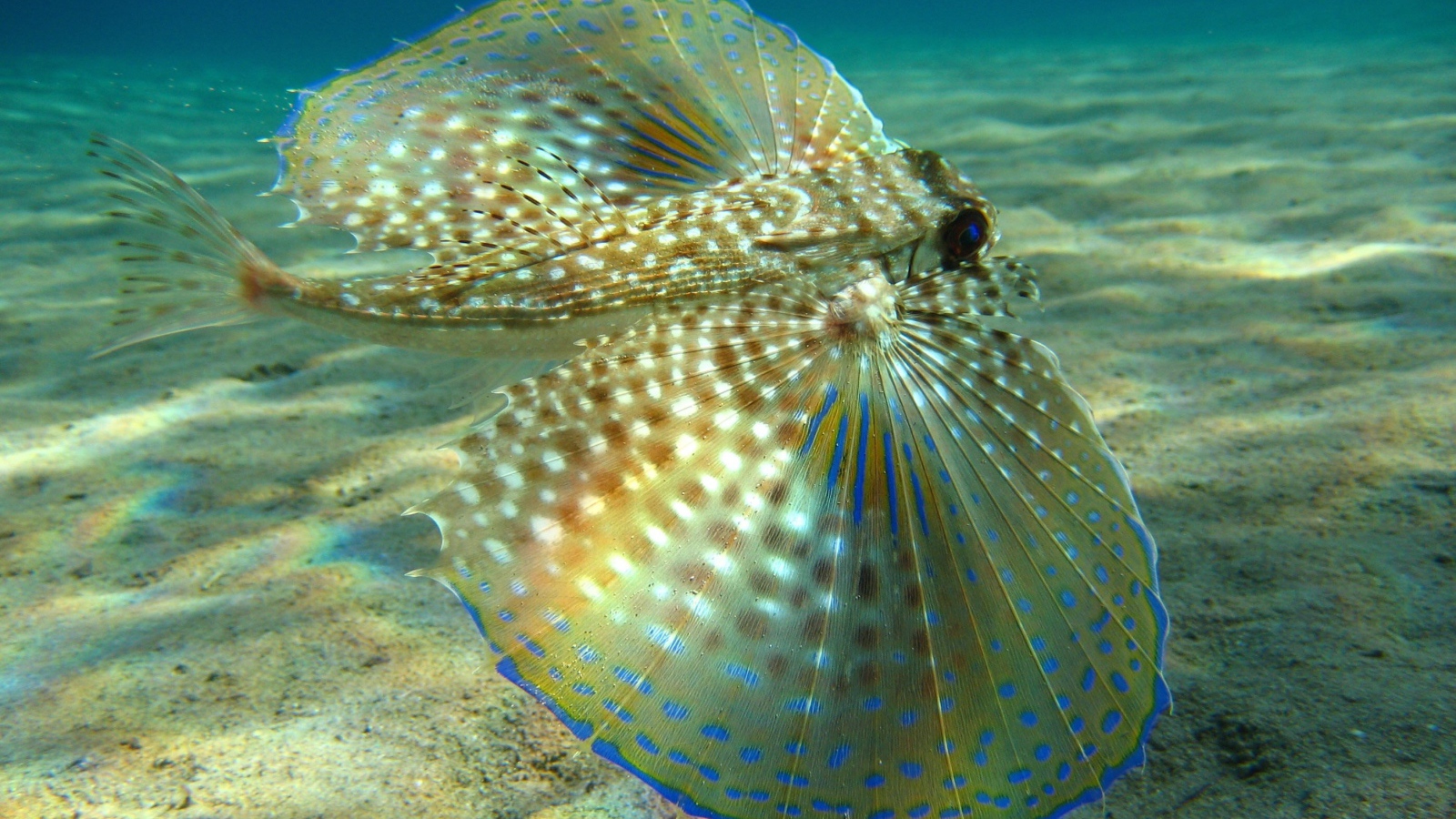 Большие плавники у рыбы