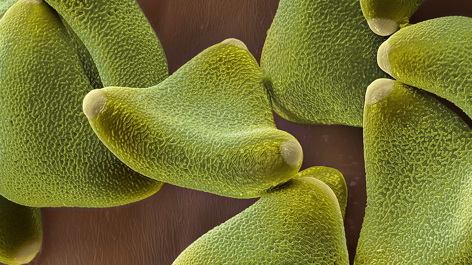 Жизнь под водой