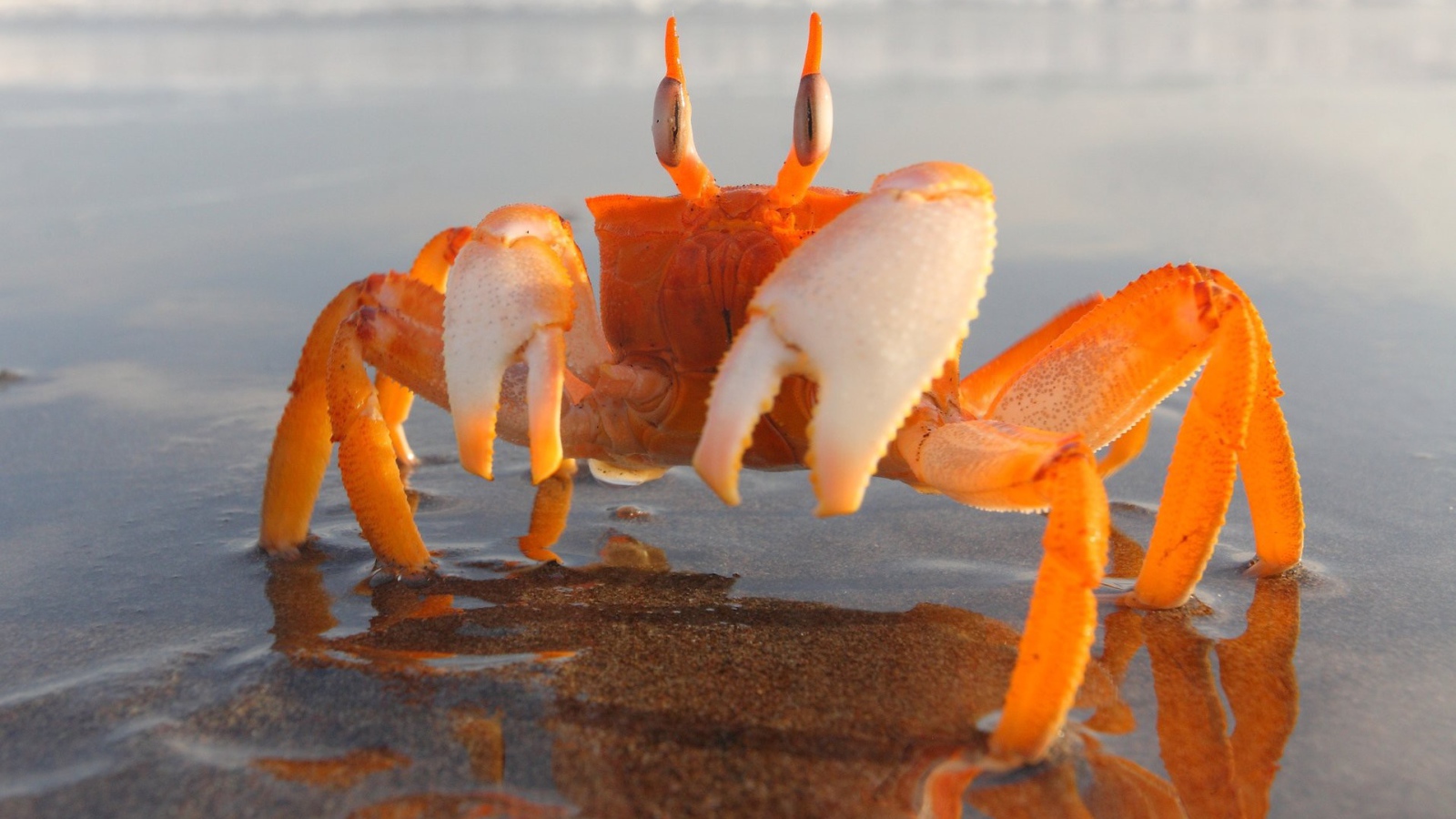 Оранжевый краб на мелководье