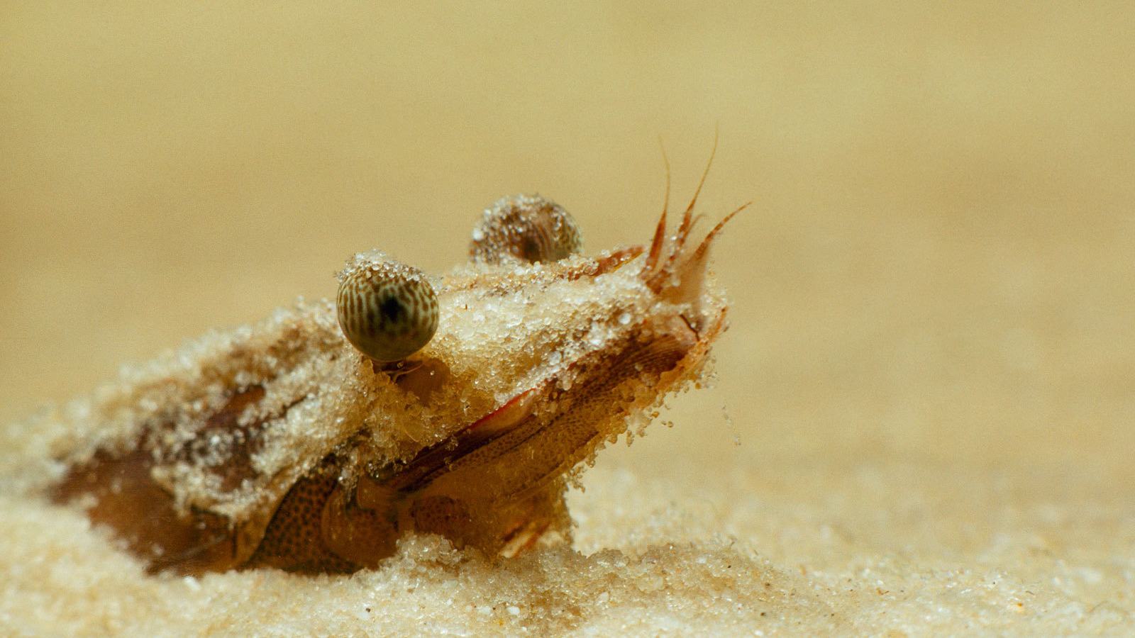 Портрет креветки