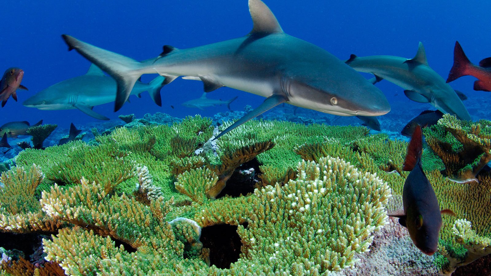 Рифовые акулы