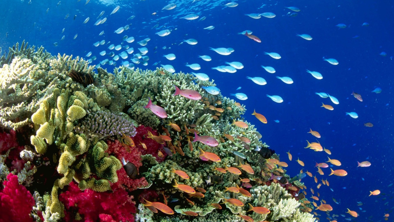 Стаи рыб на коралловом рифе