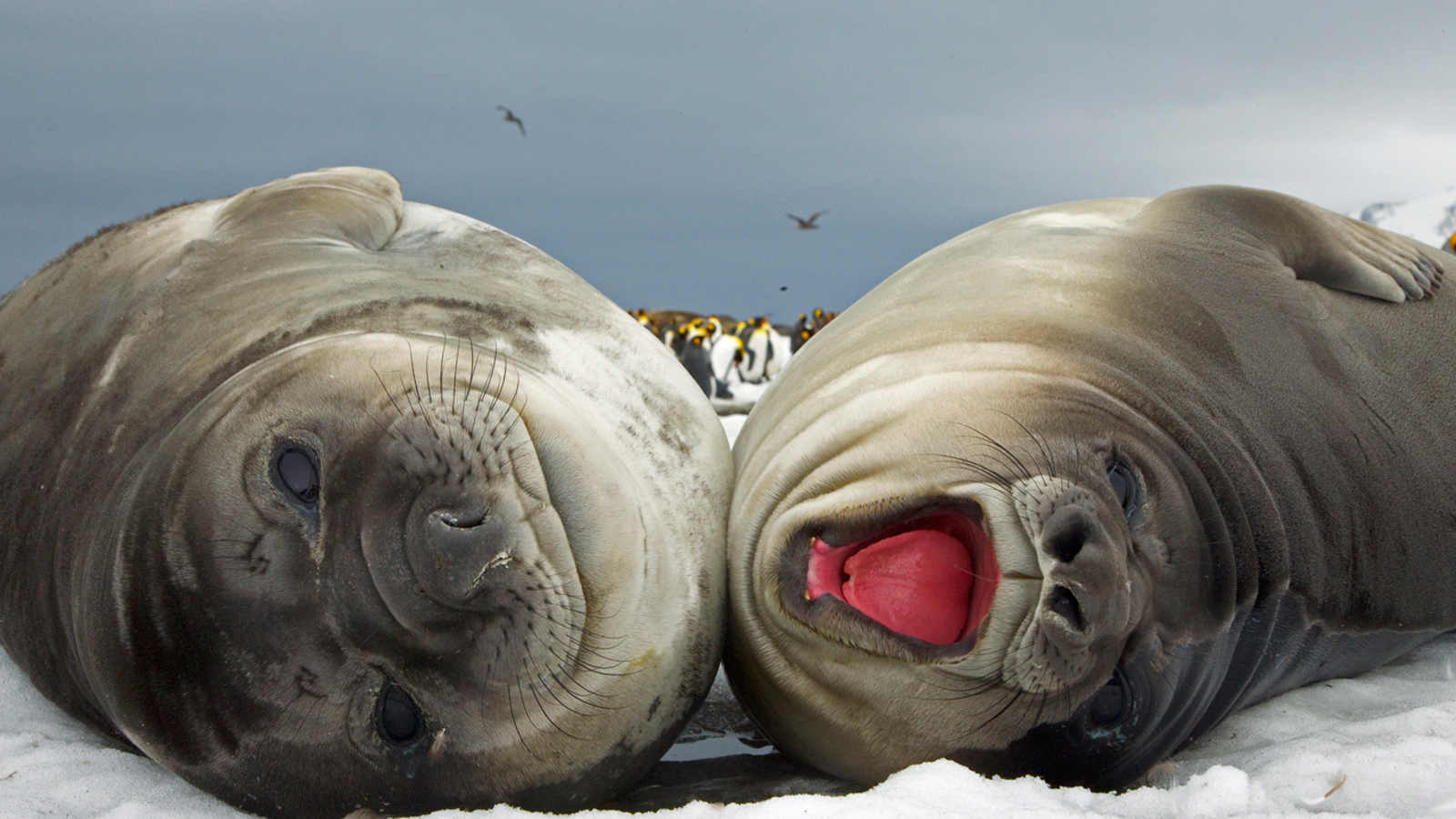 Счастливая парочка моржей