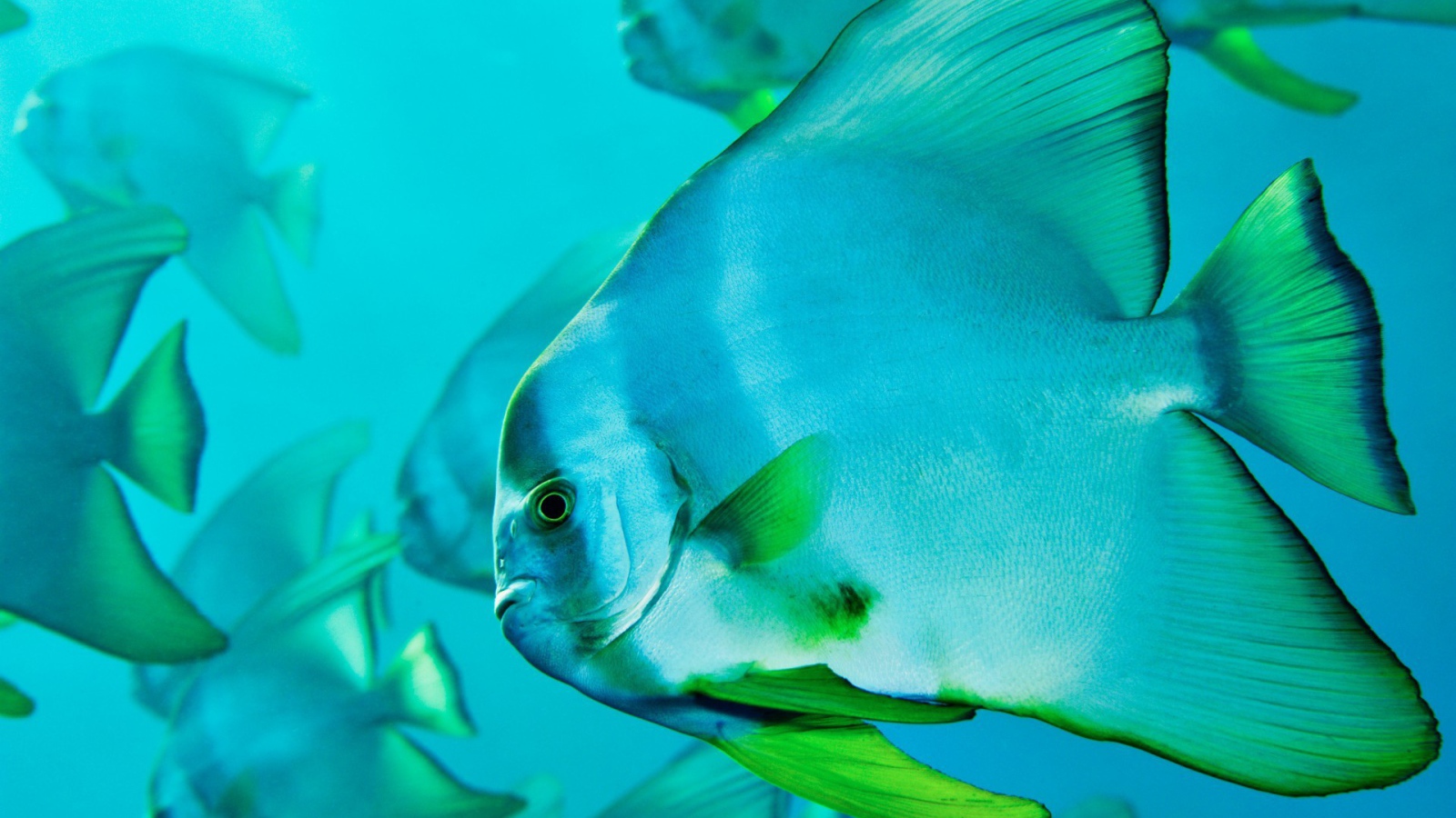 Прозрачная голубая рыба с зелеными плавниками
