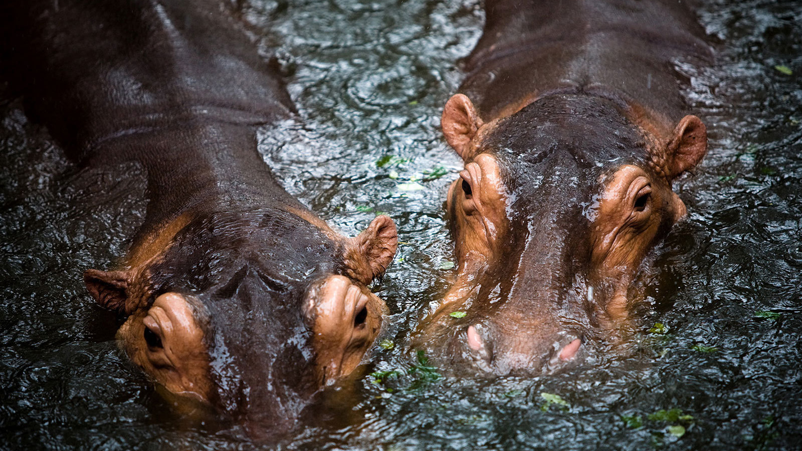 Бегемоты в воде
