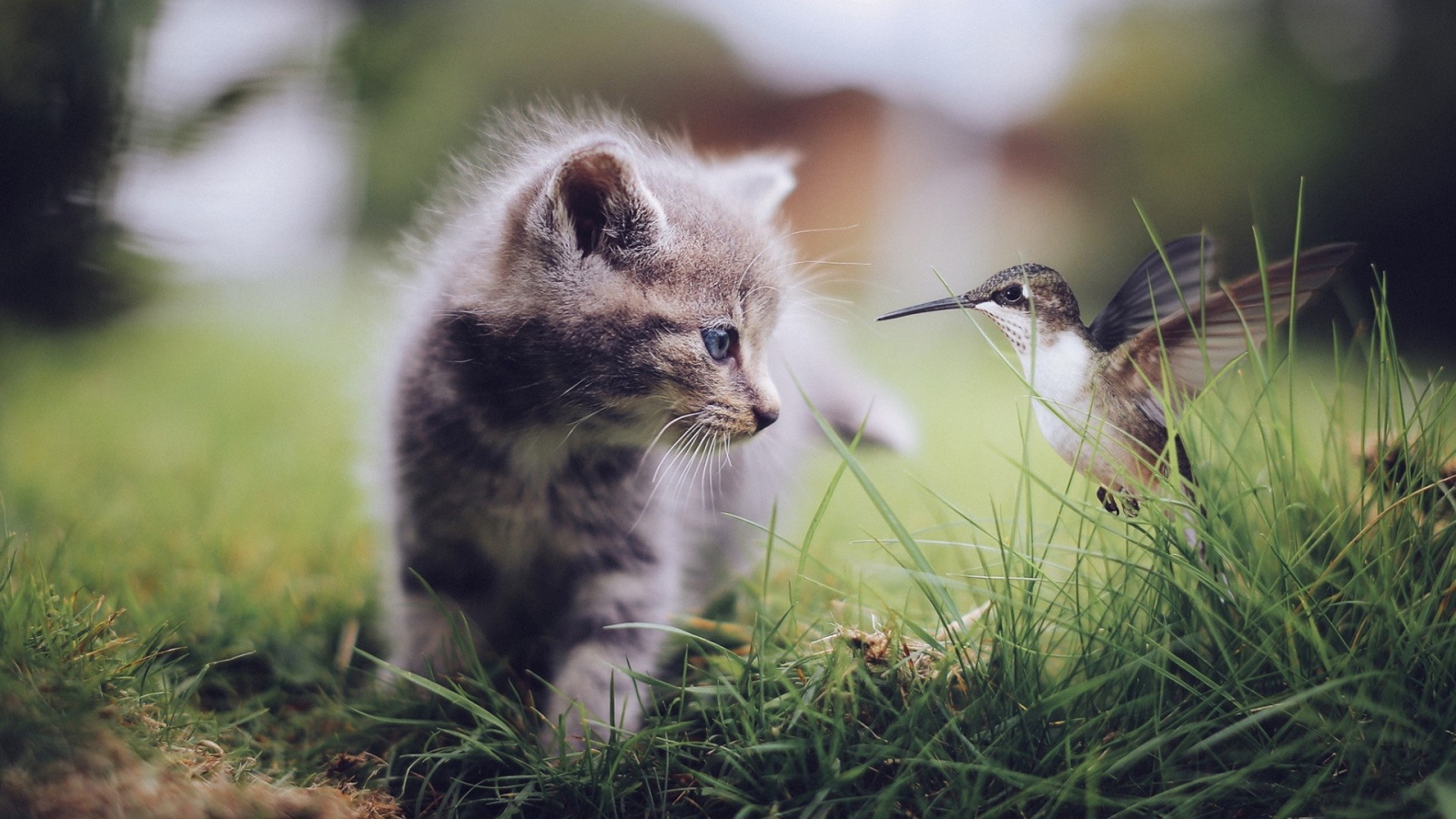 Колибри и котенок в траве