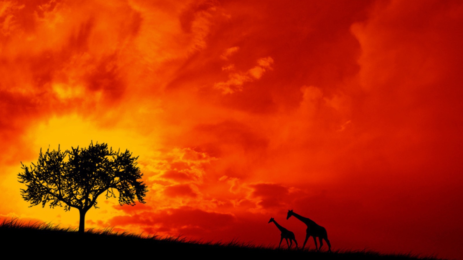 Пара жирафов на фоне красного неба