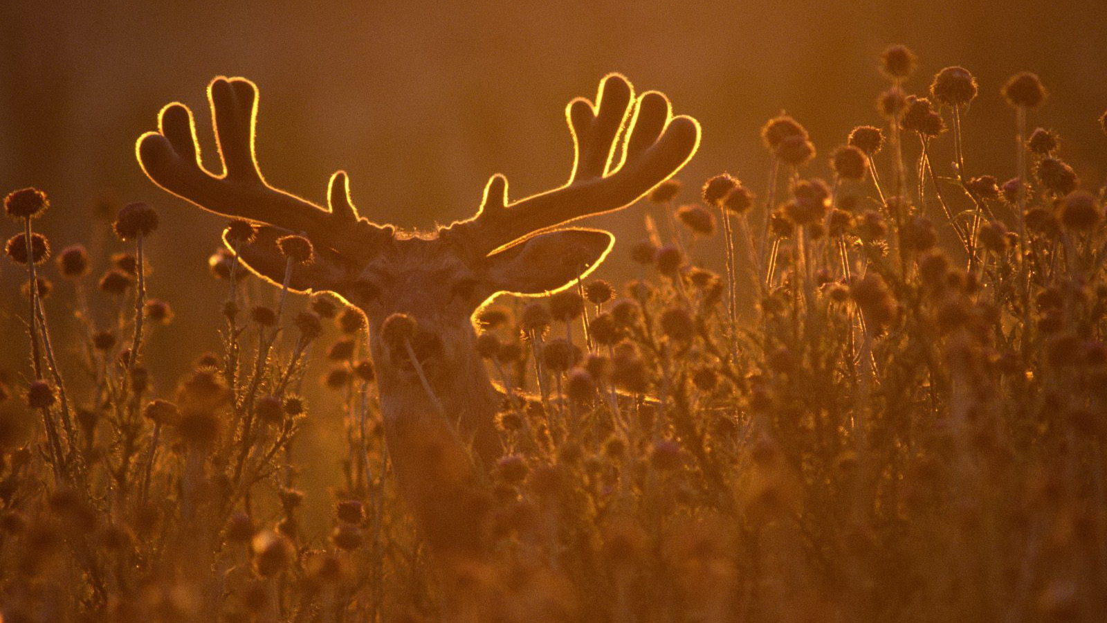 Олень в лучах заката