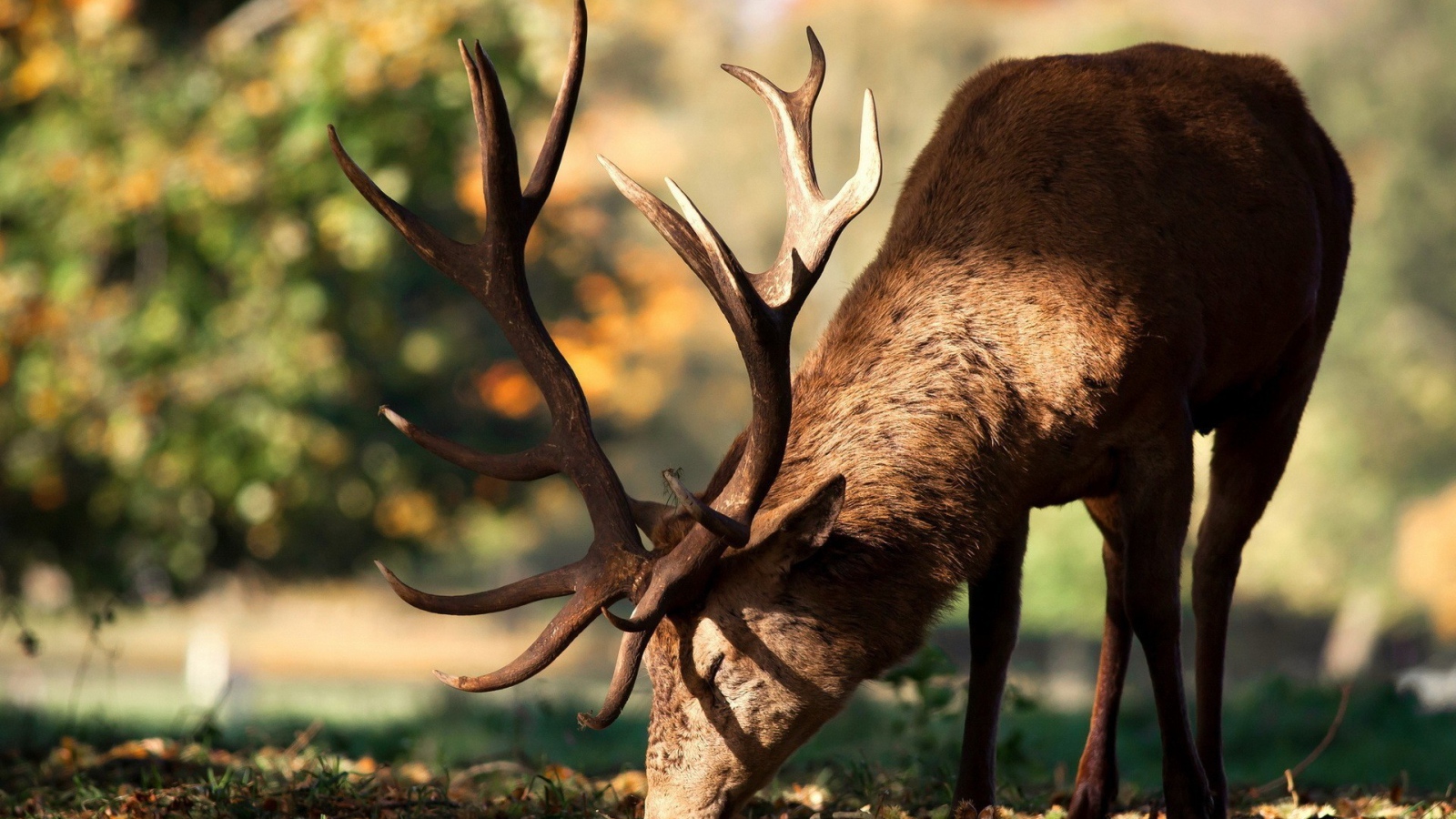 Олень кушает траву