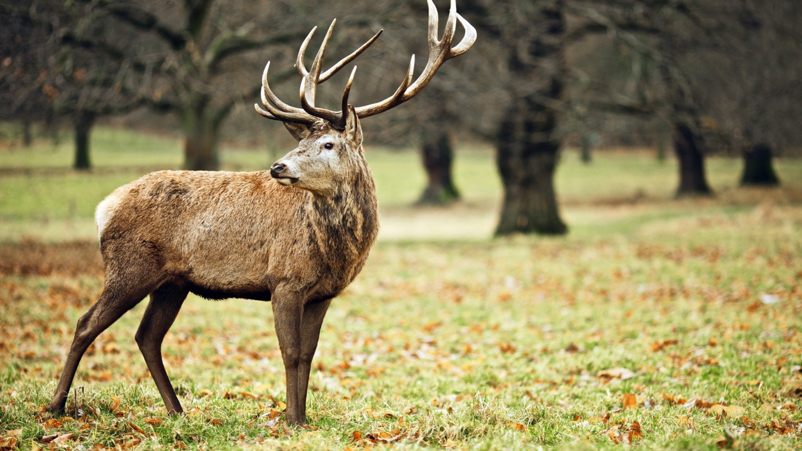 Олень в осеннем лесу