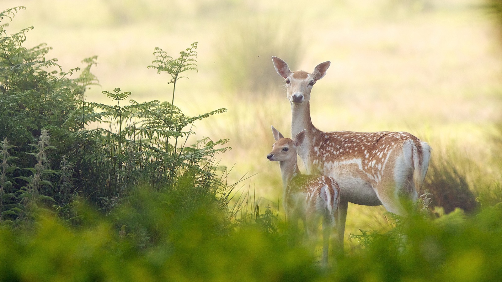 Олениха с детенышем в лесу