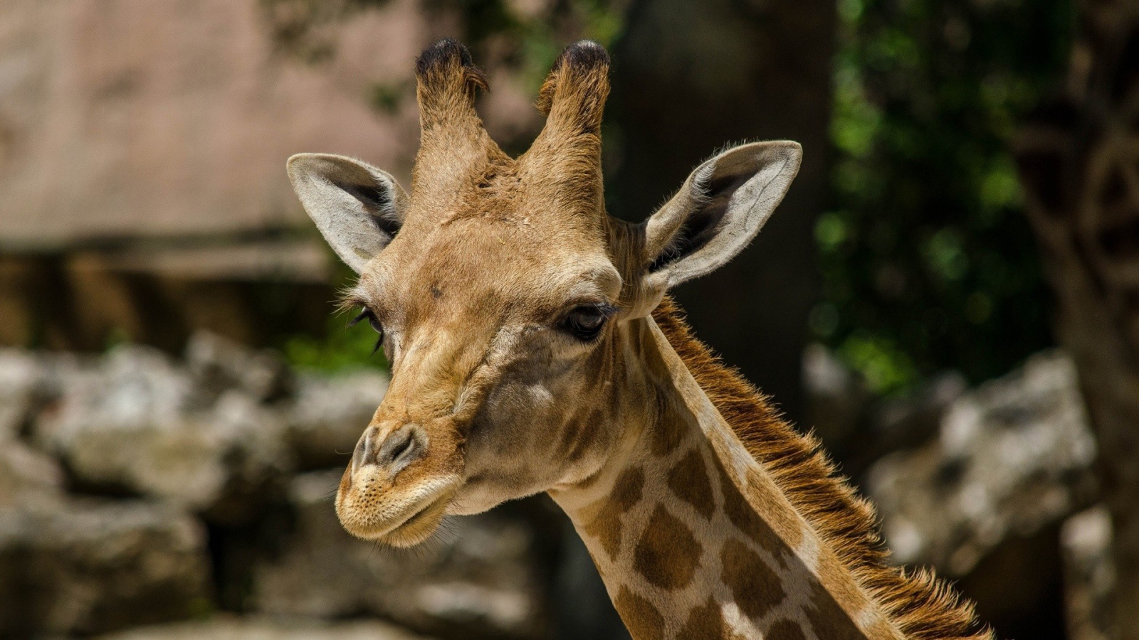 Голова жирафа в зоопарке