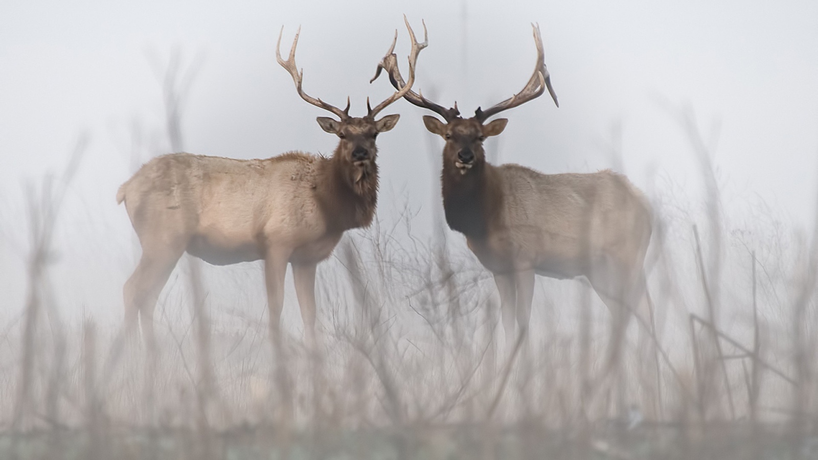 Два оленя в тумане