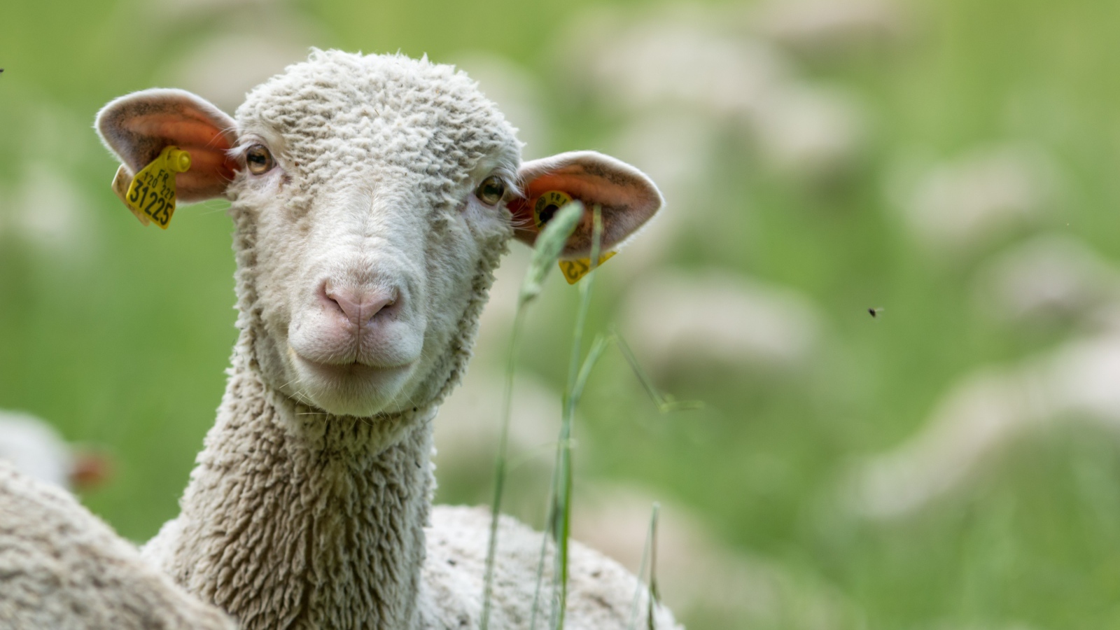 Белая овца в траве