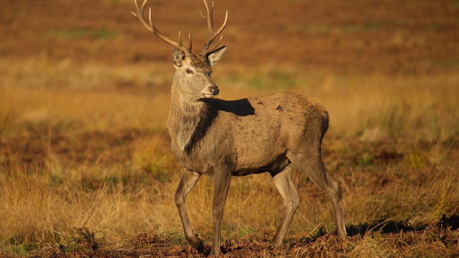 Молодой олень на коричневой земле