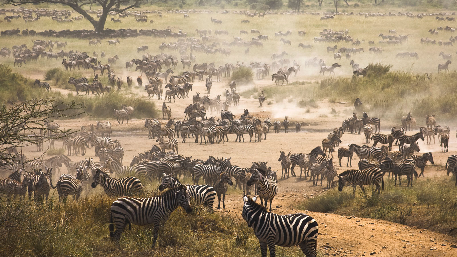 Очень большое стадо зебр