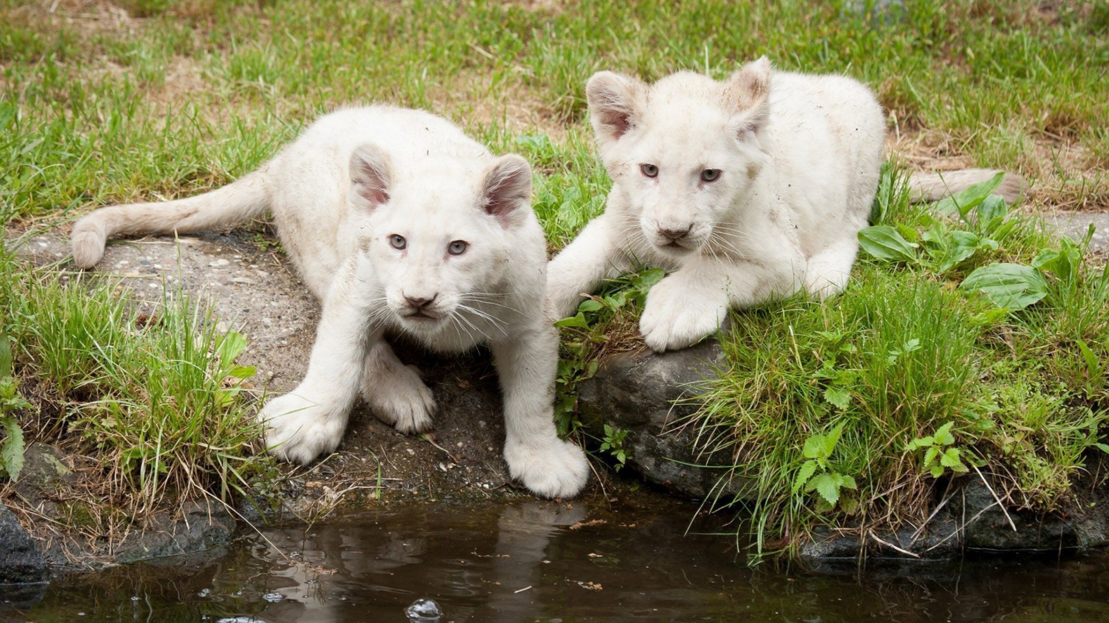 Львята альбиносы на водопое