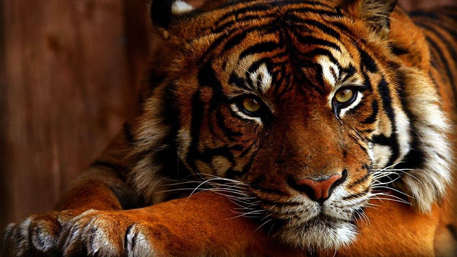 Яркое фото тигра