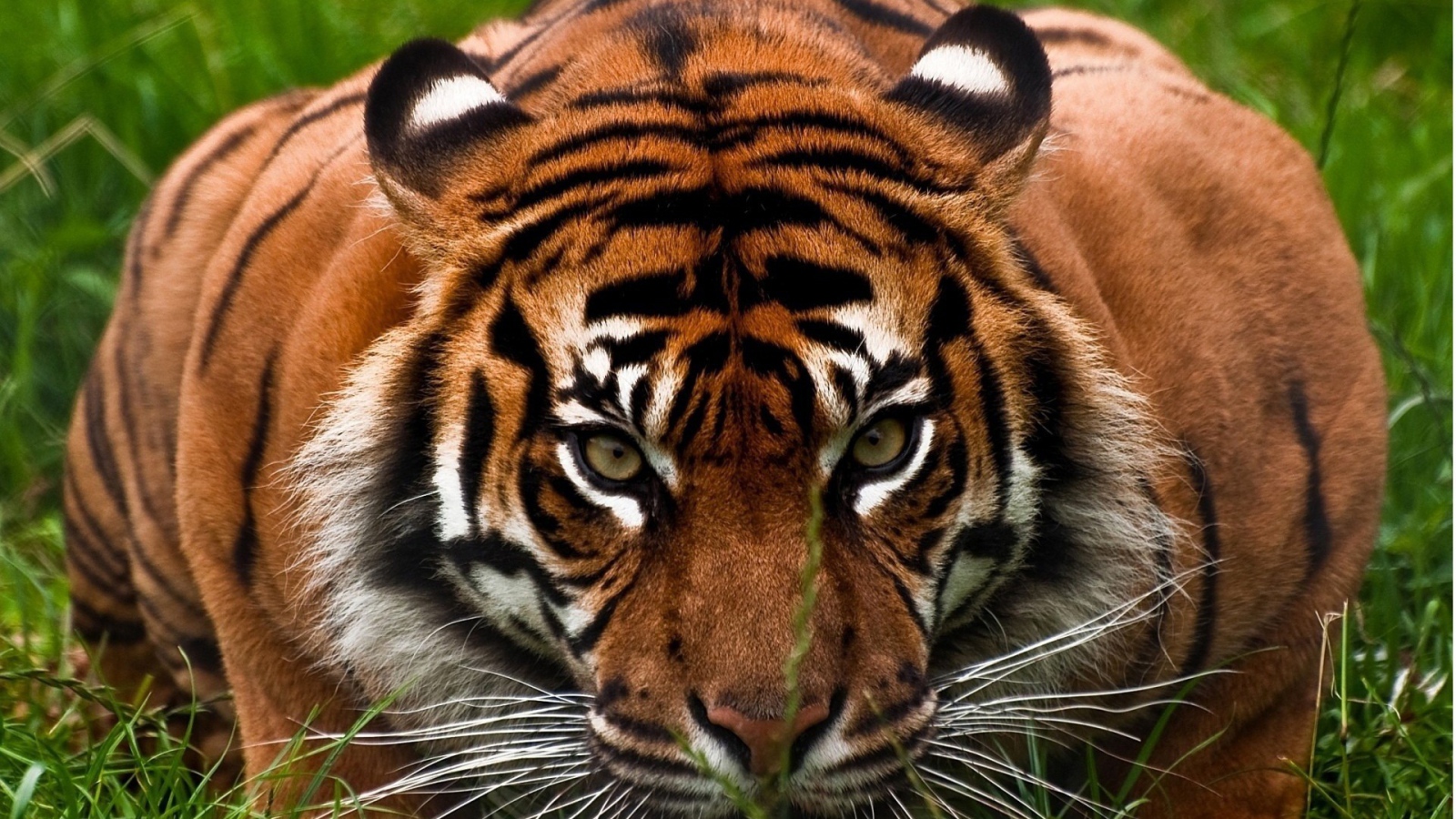 Опытный охотник тигр