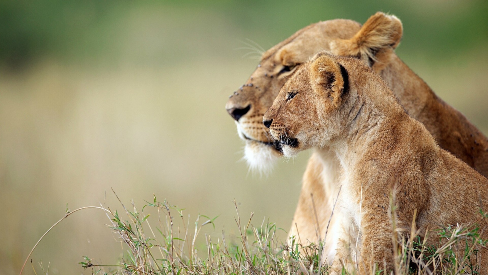 Львица и львёнок наблюдают за зеброй