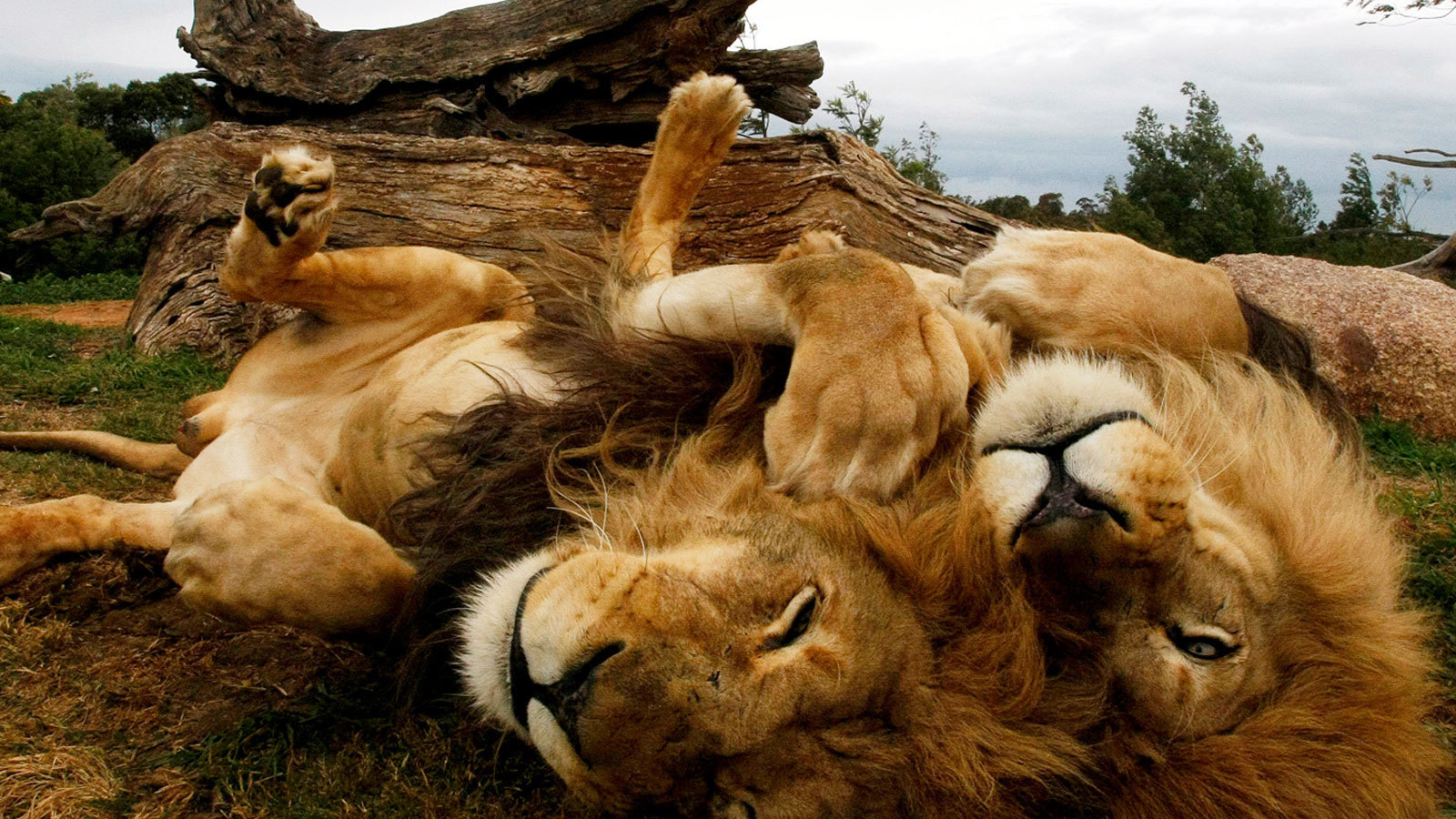 Львы отдыхают на спине