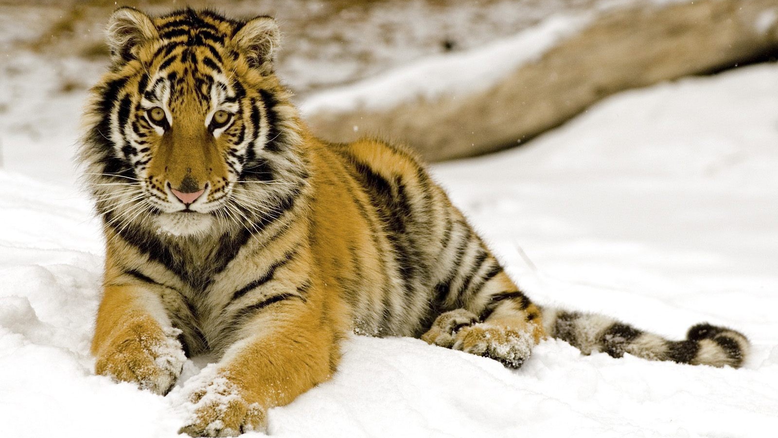 Маленький тигренок на снегу