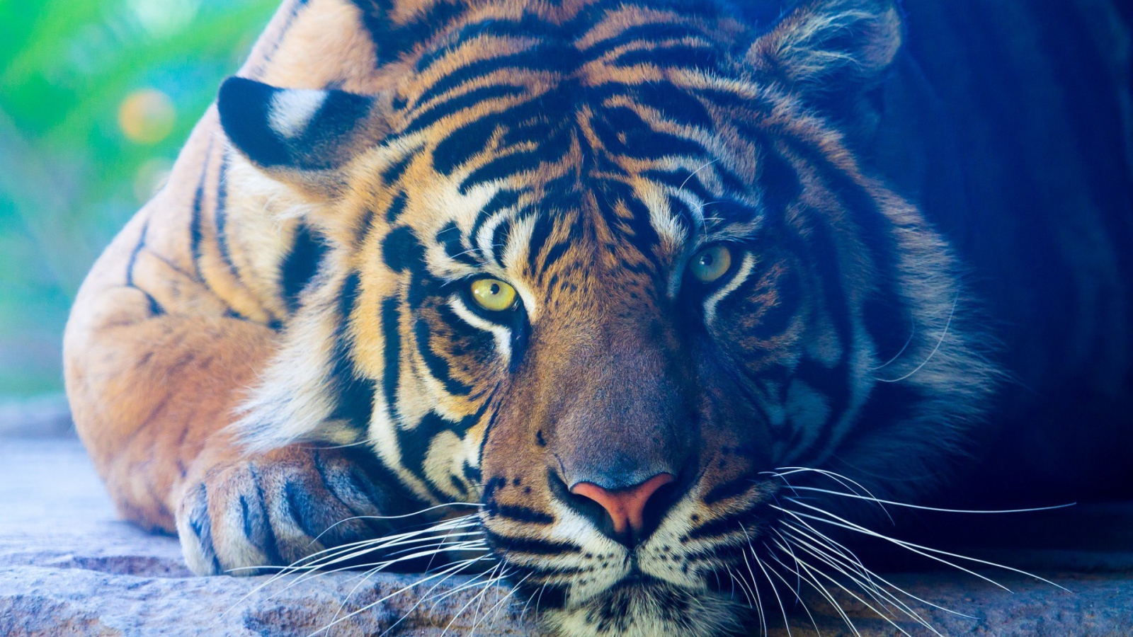 Задумчивый тигр лежит на камне