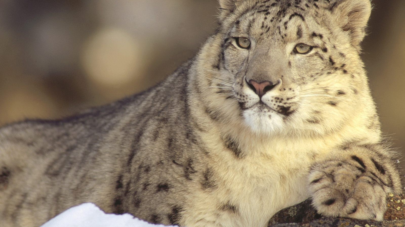 Гордый снежный барс