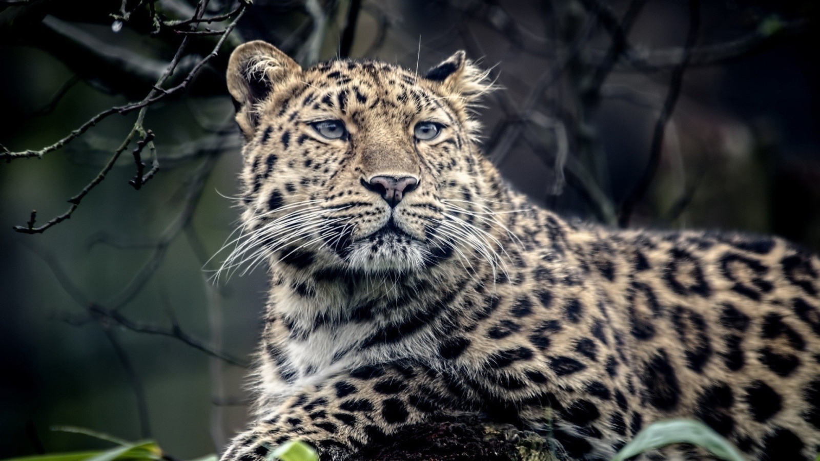 Грустный пятнистый леопард