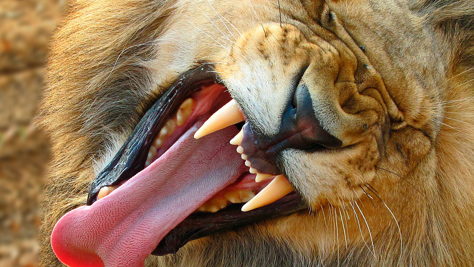 Лев демонстрирует свои клыки