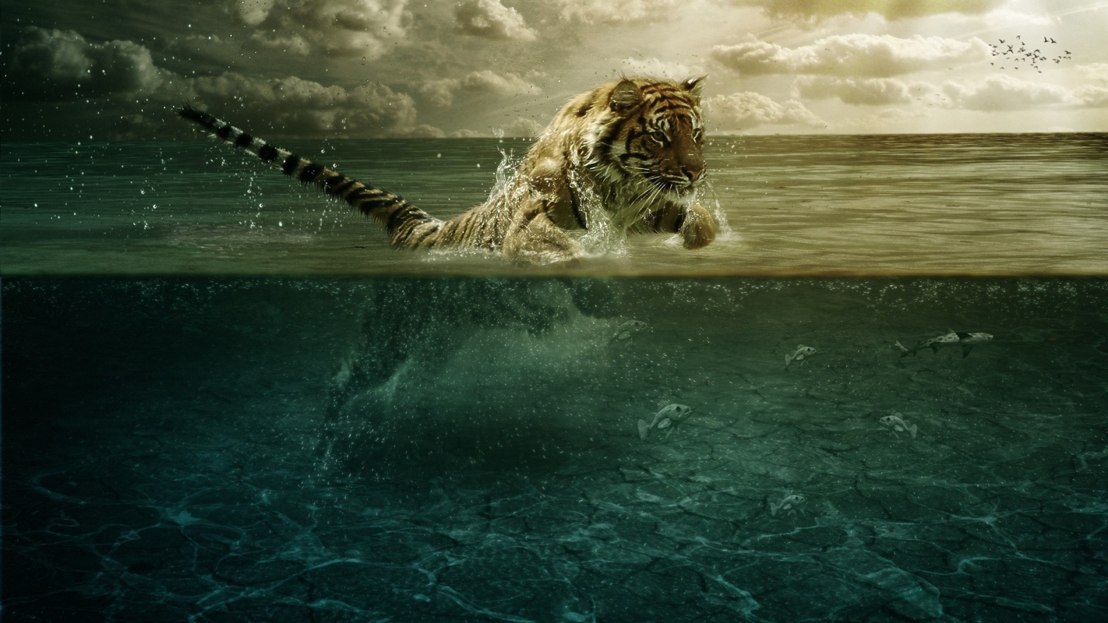 Тигр плывет в воде