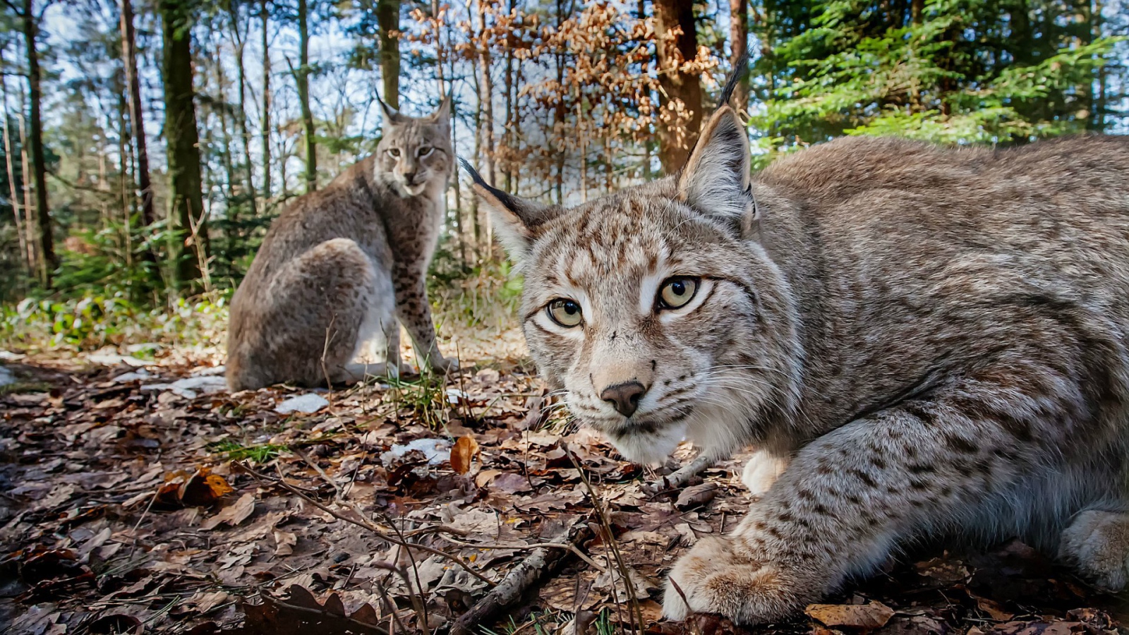 Две рыси в лесу