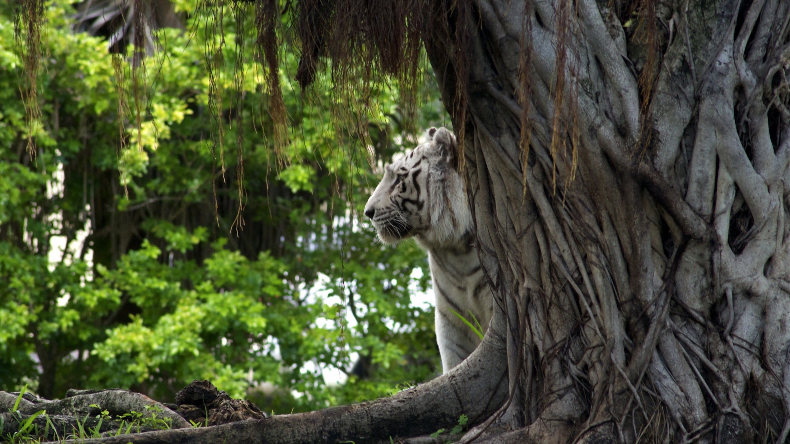 Белый тигр за деревом