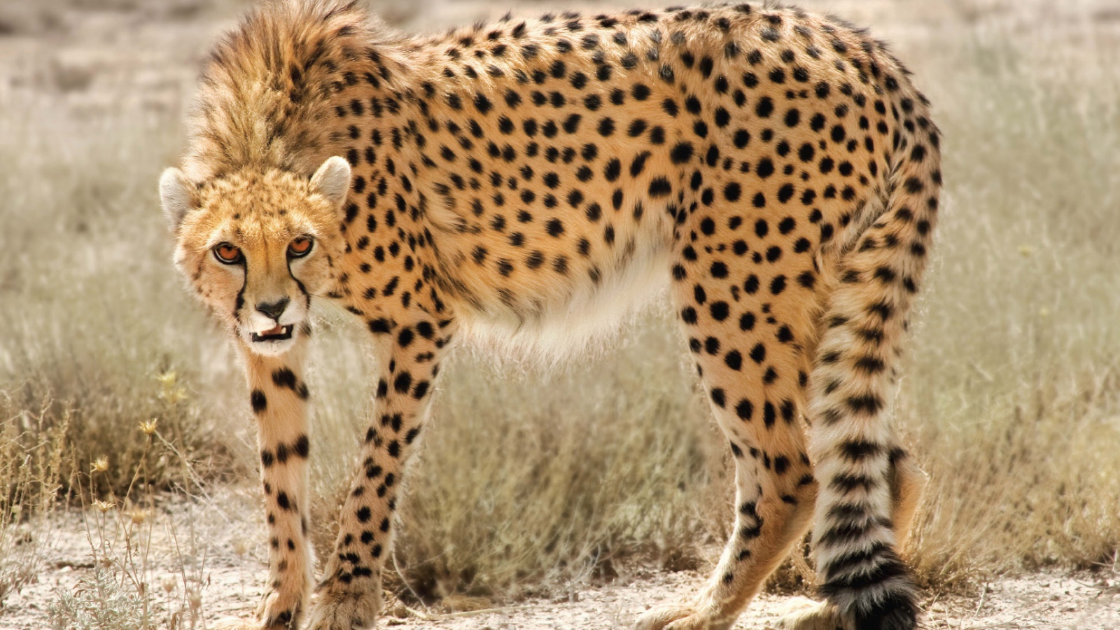 Дикая кошка в Иране