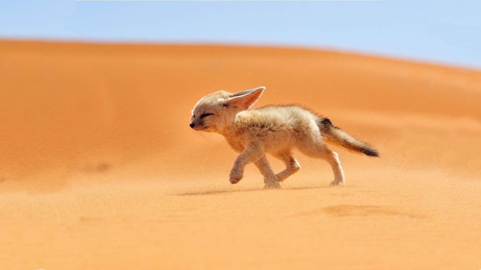 Лисенок бежит против ветра в пустыне Сахара