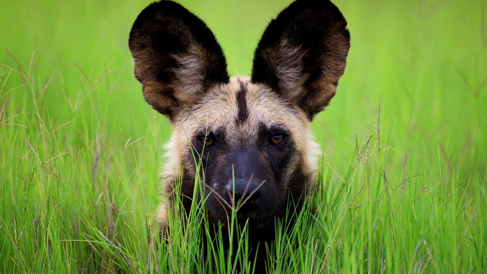 Гиена с большими ушами