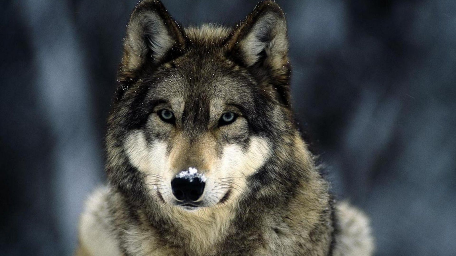 Мелкие снежинки на шерсти волка