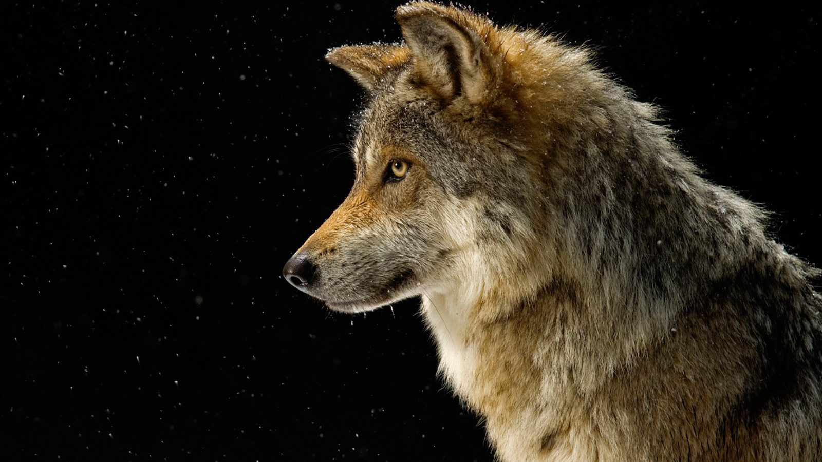 Профиль волка на черном фоне