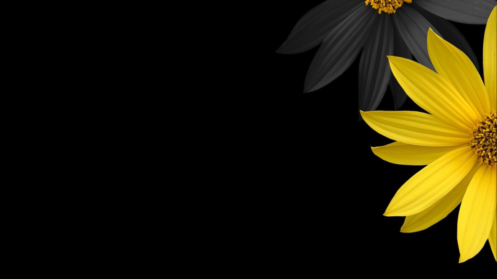 Черный и желтый цветок на черном фоне